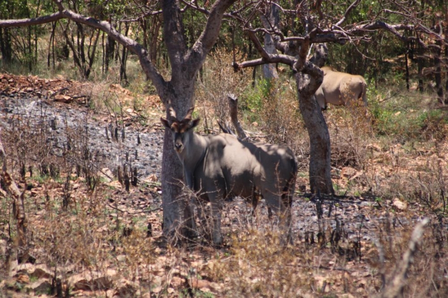 27 Bedroom Property for Sale in Groblersdal Rural Limpopo