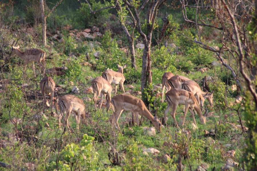 27 Bedroom Property for Sale in Groblersdal Rural Limpopo