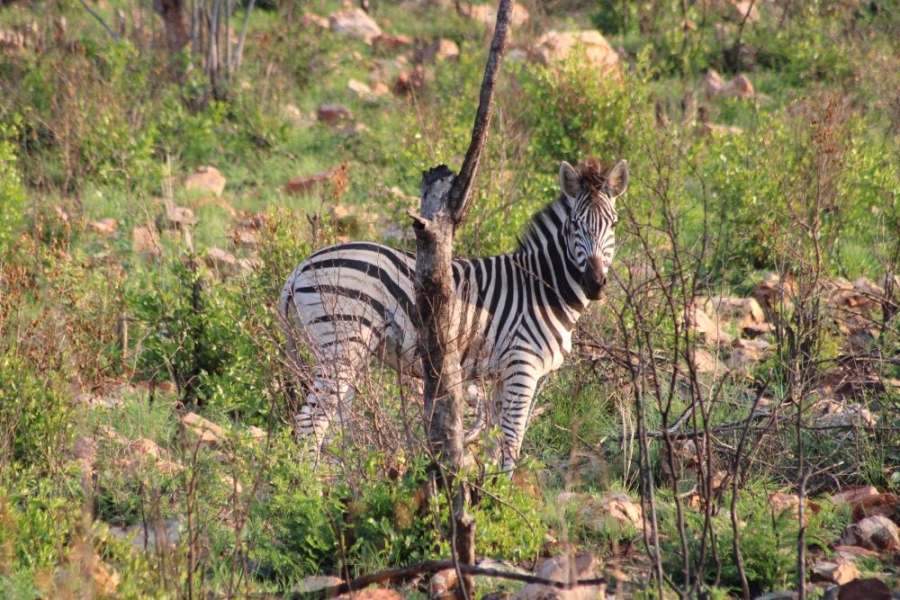 27 Bedroom Property for Sale in Groblersdal Rural Limpopo