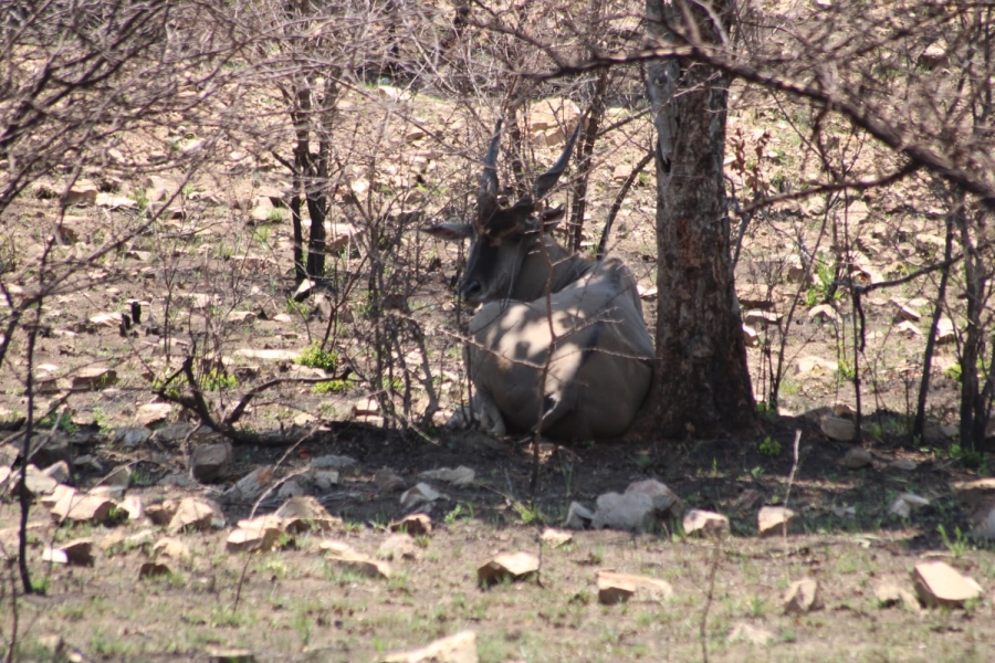 27 Bedroom Property for Sale in Groblersdal Rural Limpopo