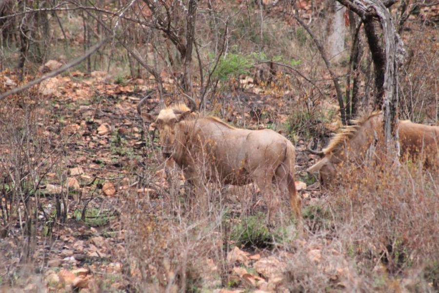 27 Bedroom Property for Sale in Groblersdal Rural Limpopo