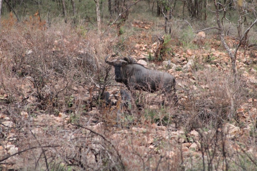27 Bedroom Property for Sale in Groblersdal Rural Limpopo