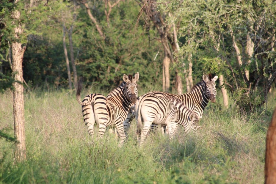 27 Bedroom Property for Sale in Groblersdal Rural Limpopo
