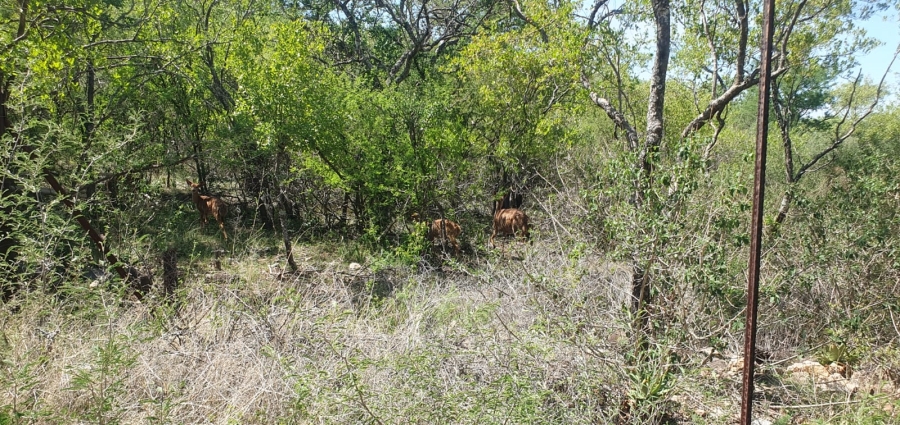 27 Bedroom Property for Sale in Groblersdal Rural Limpopo