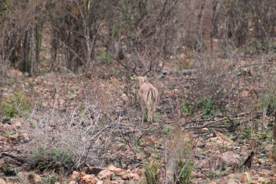 27 Bedroom Property for Sale in Groblersdal Rural Limpopo