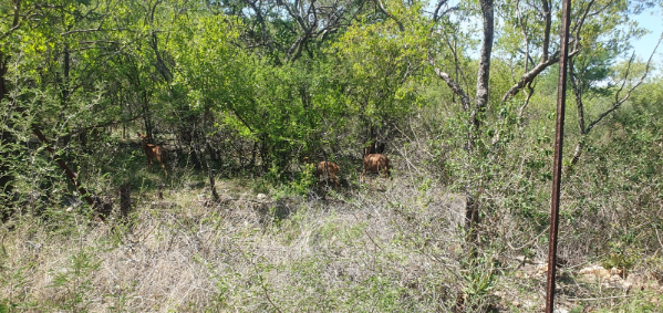 27 Bedroom Property for Sale in Groblersdal Rural Limpopo