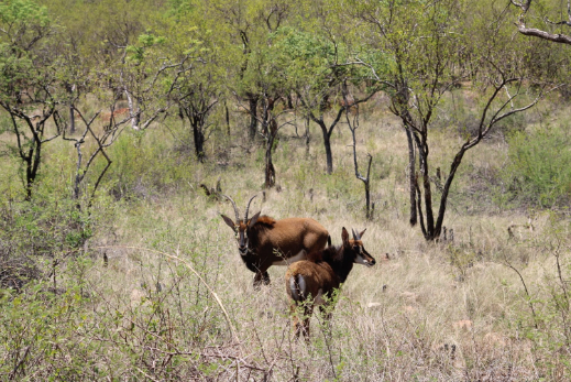 27 Bedroom Property for Sale in Groblersdal Rural Limpopo