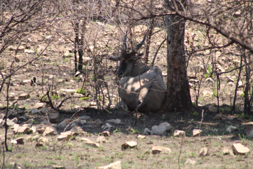 27 Bedroom Property for Sale in Groblersdal Rural Limpopo