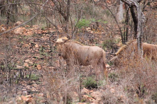 27 Bedroom Property for Sale in Groblersdal Rural Limpopo