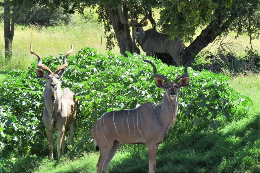 0 Bedroom Property for Sale in Verloren Estate Limpopo