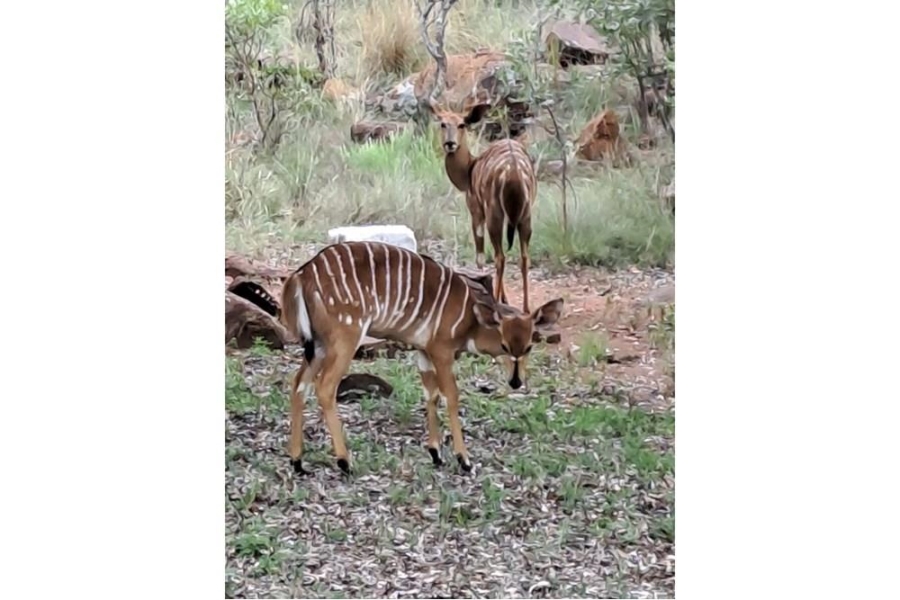 0 Bedroom Property for Sale in Verloren Estate Limpopo