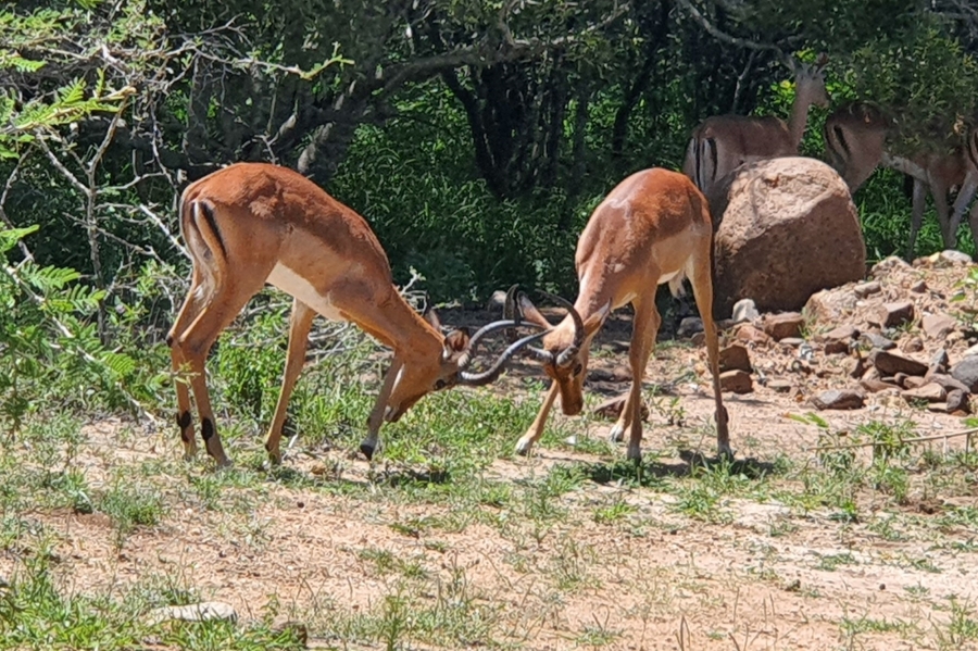 0 Bedroom Property for Sale in Moditlo Wildlife Estate Limpopo