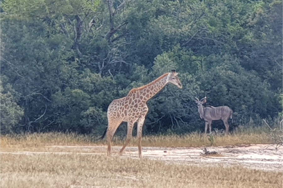 0 Bedroom Property for Sale in Moditlo Wildlife Estate Limpopo