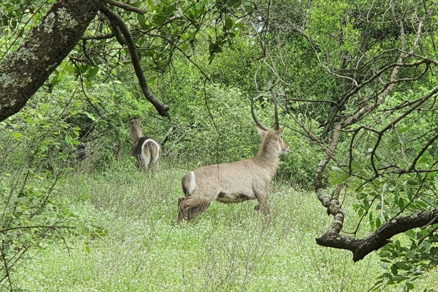 0 Bedroom Property for Sale in Moditlo Wildlife Estate Limpopo