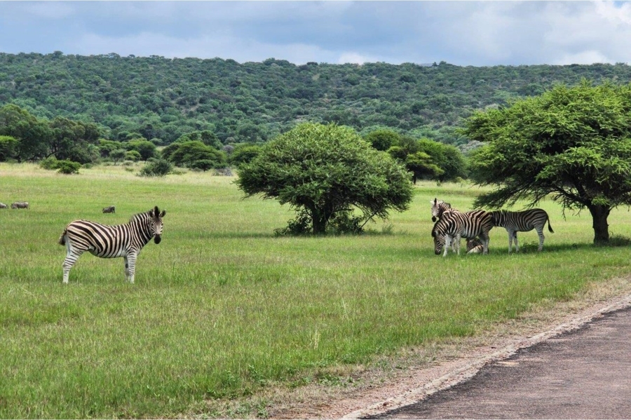 0 Bedroom Property for Sale in Intaba Indle Wilderness Estate Limpopo