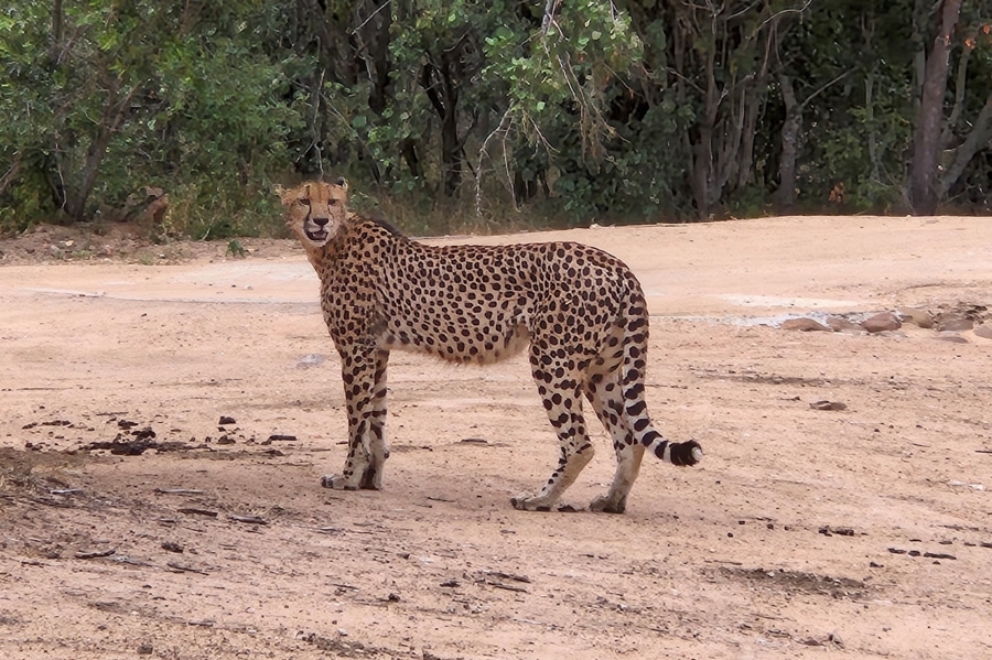 0 Bedroom Property for Sale in Moditlo Wildlife Estate Limpopo