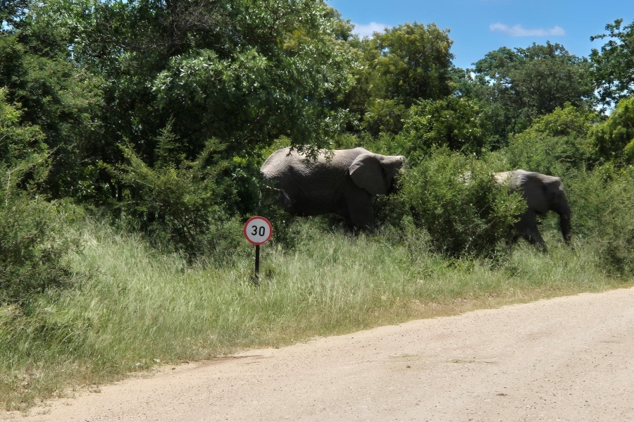 0 Bedroom Property for Sale in Moditlo Wildlife Estate Limpopo