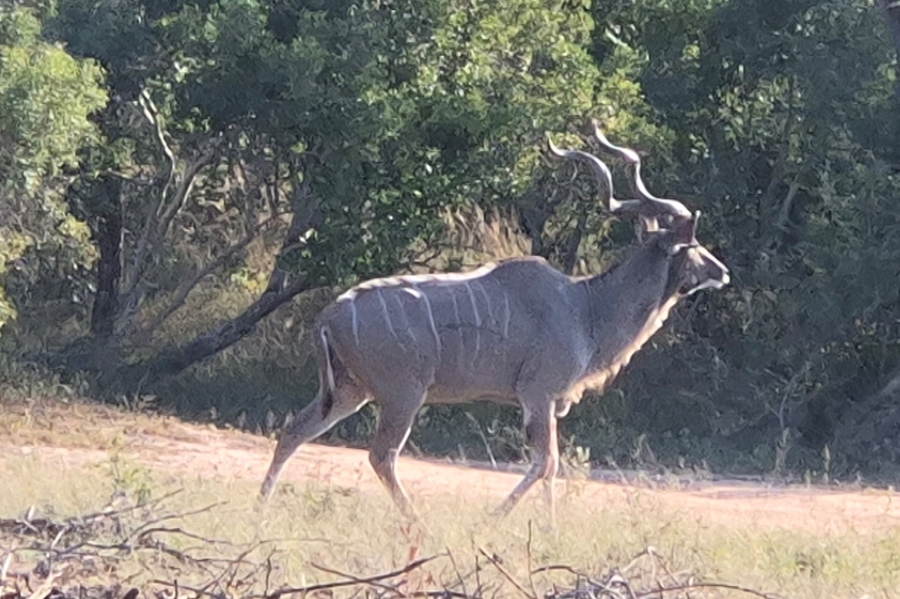 0 Bedroom Property for Sale in Moditlo Wildlife Estate Limpopo
