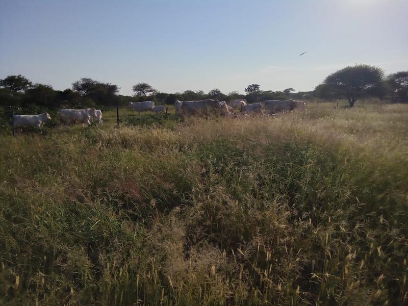 5 Bedroom Property for Sale in Dendron Limpopo
