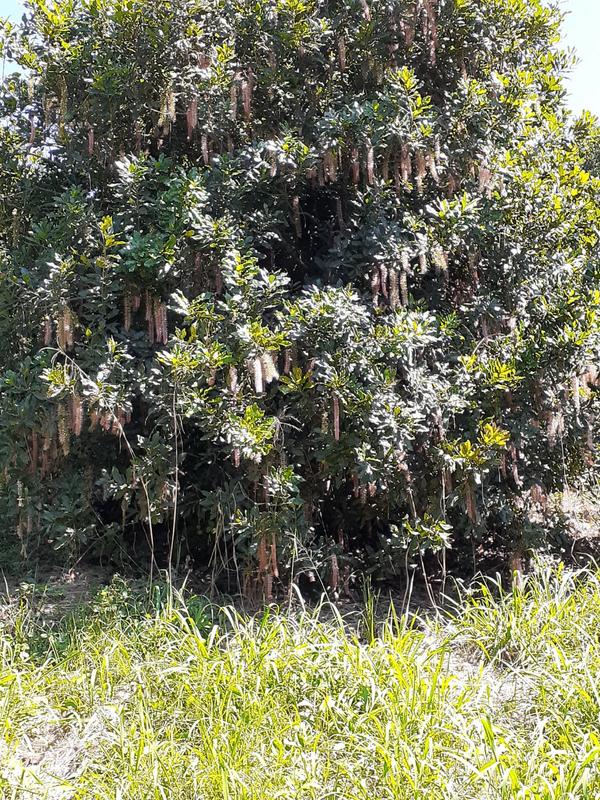 5 Bedroom Property for Sale in Agatha Park Limpopo