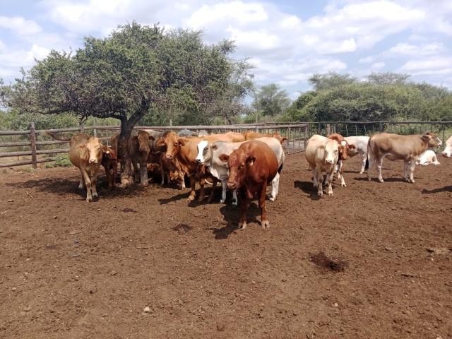 0 Bedroom Property for Sale in Louis Trichardt Limpopo