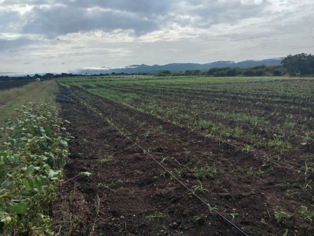 0 Bedroom Property for Sale in Louis Trichardt Limpopo