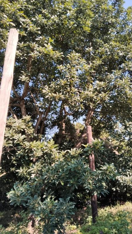 4 Bedroom Property for Sale in Tzaneen Rural Limpopo