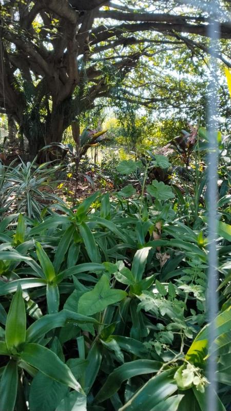 4 Bedroom Property for Sale in Tzaneen Rural Limpopo