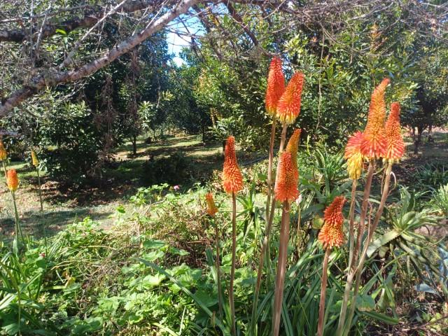 0 Bedroom Property for Sale in Louis Trichardt Limpopo