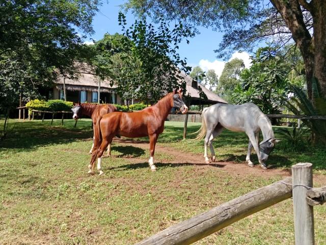 0 Bedroom Property for Sale in Levubu Limpopo