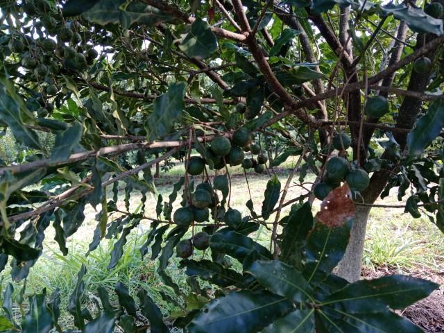 0 Bedroom Property for Sale in Levubu Limpopo