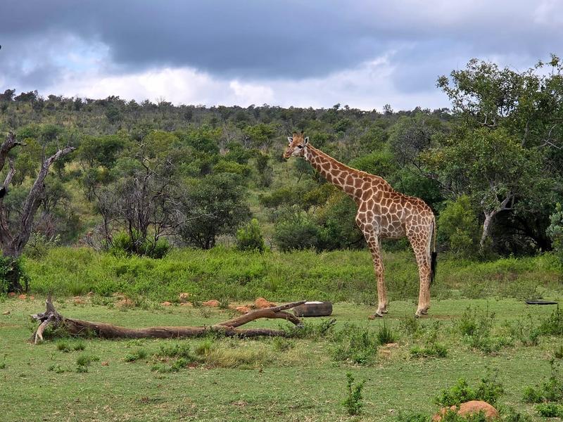 0 Bedroom Property for Sale in Highlands Wilderness Estate Limpopo