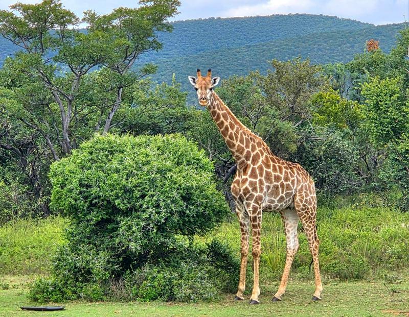 0 Bedroom Property for Sale in Highlands Wilderness Estate Limpopo