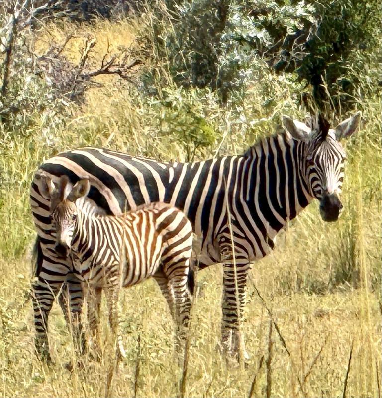 0 Bedroom Property for Sale in Highlands Wilderness Estate Limpopo