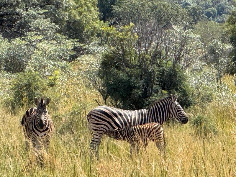 0 Bedroom Property for Sale in Highlands Wilderness Estate Limpopo