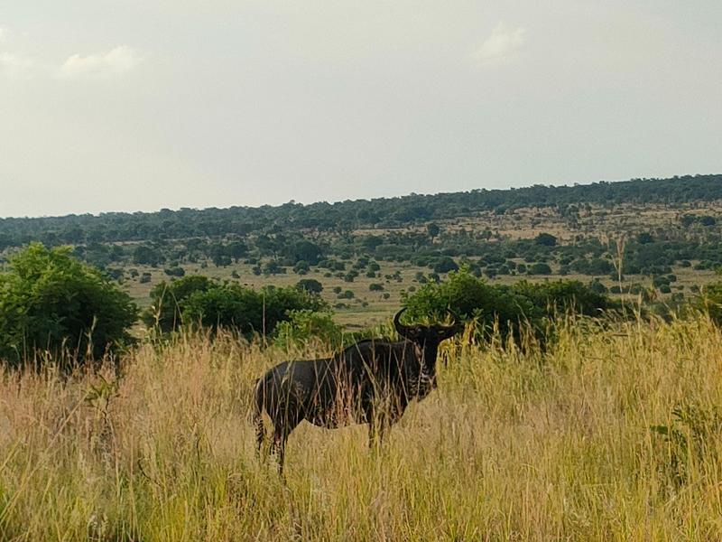 0 Bedroom Property for Sale in Highlands Wilderness Estate Limpopo