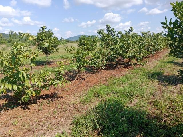 0 Bedroom Property for Sale in Levubu Limpopo