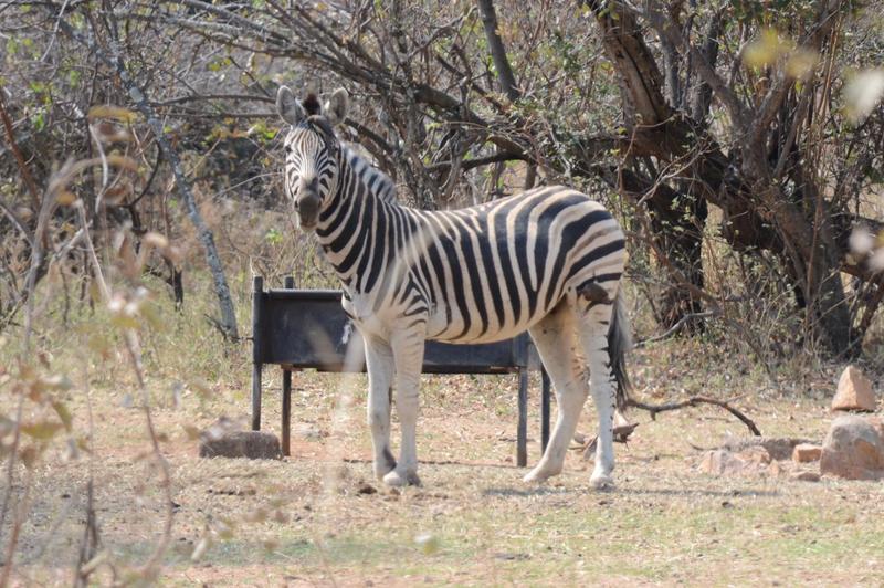 4 Bedroom Property for Sale in Bela Bela Limpopo