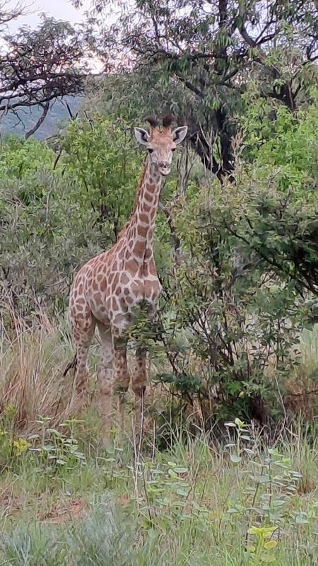 4 Bedroom Property for Sale in Bela Bela Limpopo
