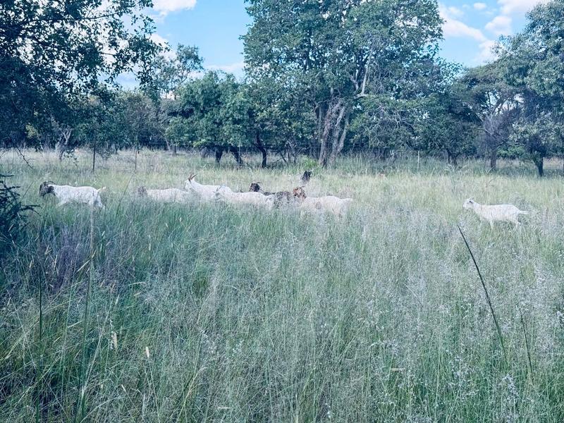 5 Bedroom Property for Sale in Bela Bela Limpopo