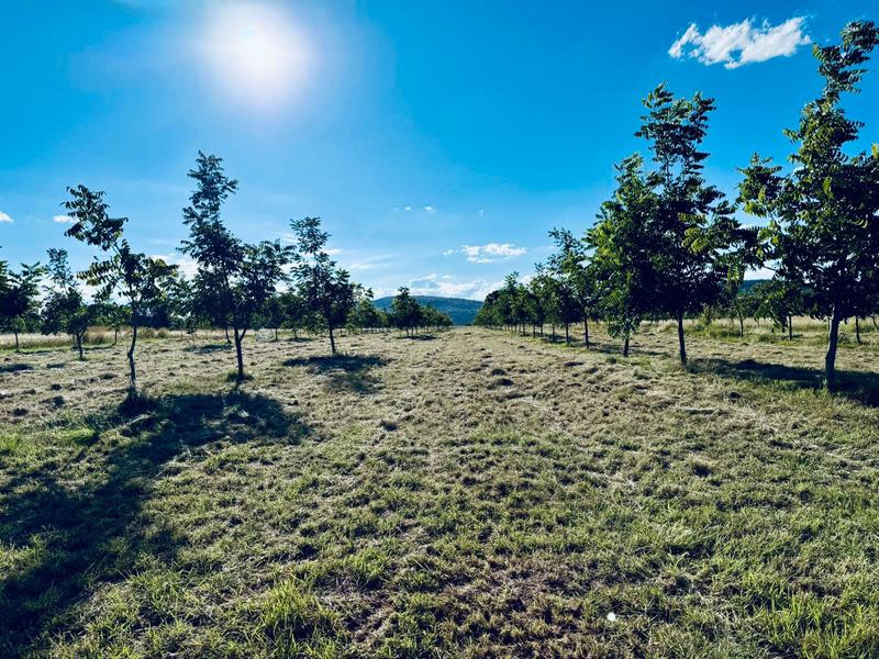 5 Bedroom Property for Sale in Bela Bela Limpopo