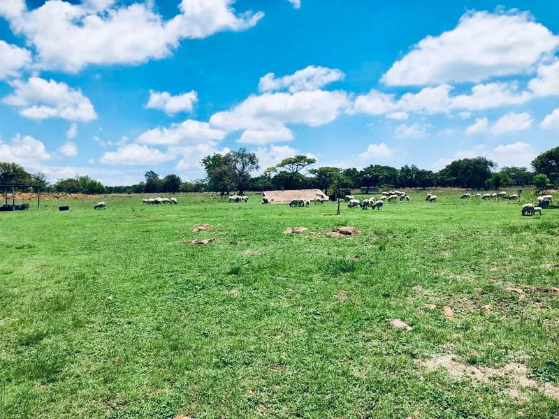 5 Bedroom Property for Sale in Bela Bela Limpopo