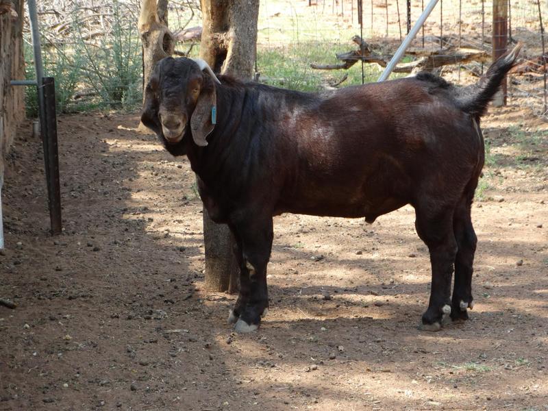 0 Bedroom Property for Sale in Lephalale Limpopo