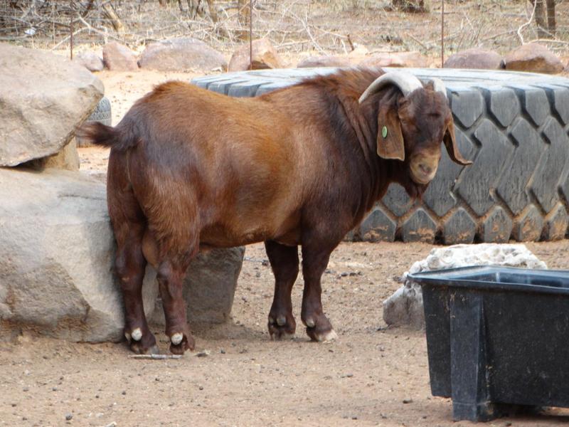 0 Bedroom Property for Sale in Lephalale Limpopo