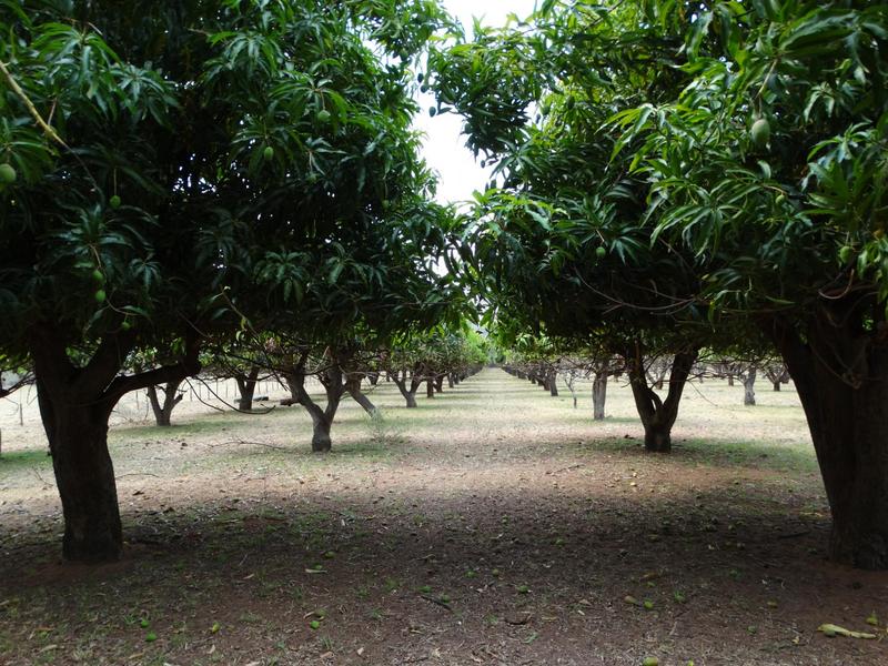 0 Bedroom Property for Sale in Lephalale Limpopo