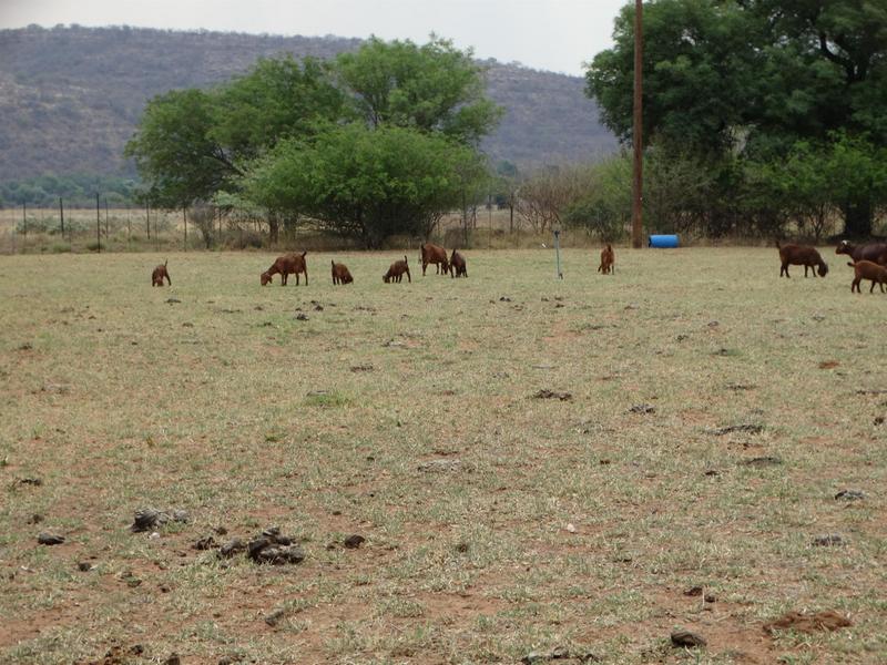 0 Bedroom Property for Sale in Lephalale Limpopo