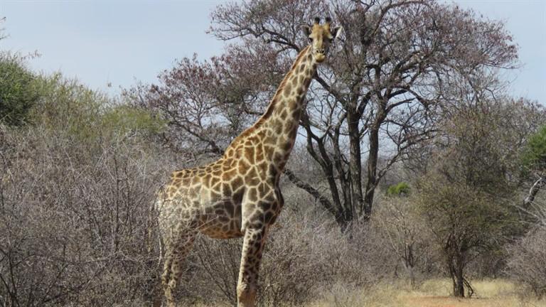 0 Bedroom Property for Sale in Baltimore Limpopo