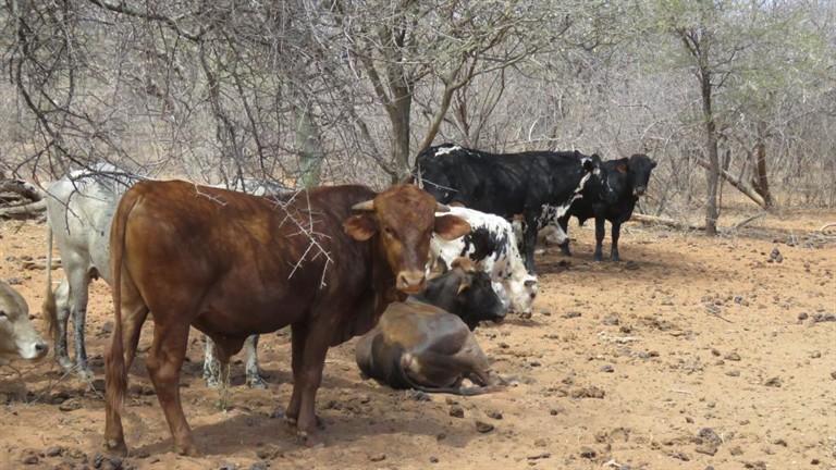 0 Bedroom Property for Sale in Baltimore Limpopo