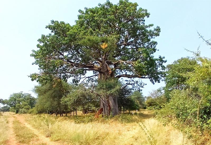 0 Bedroom Property for Sale in Baltimore Limpopo