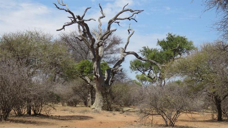 0 Bedroom Property for Sale in Baltimore Limpopo